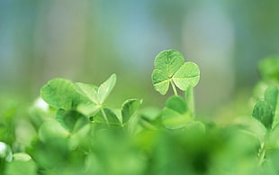 selective focus photography of three leaf clovers HD wallpaper